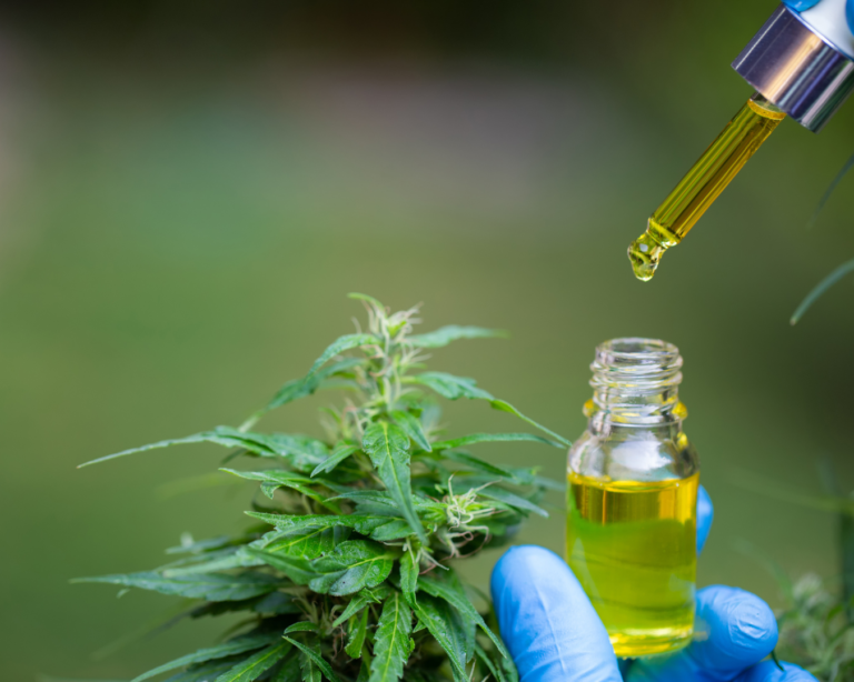 Cannabis Medicinal X Recreativo