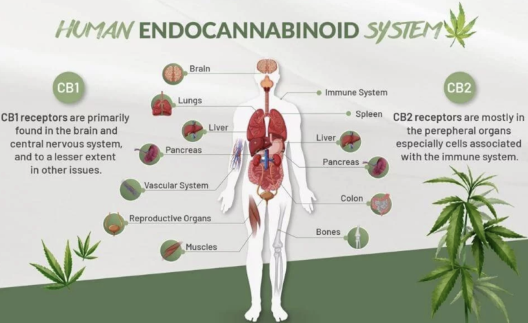 Como o CBD funciona no corpo